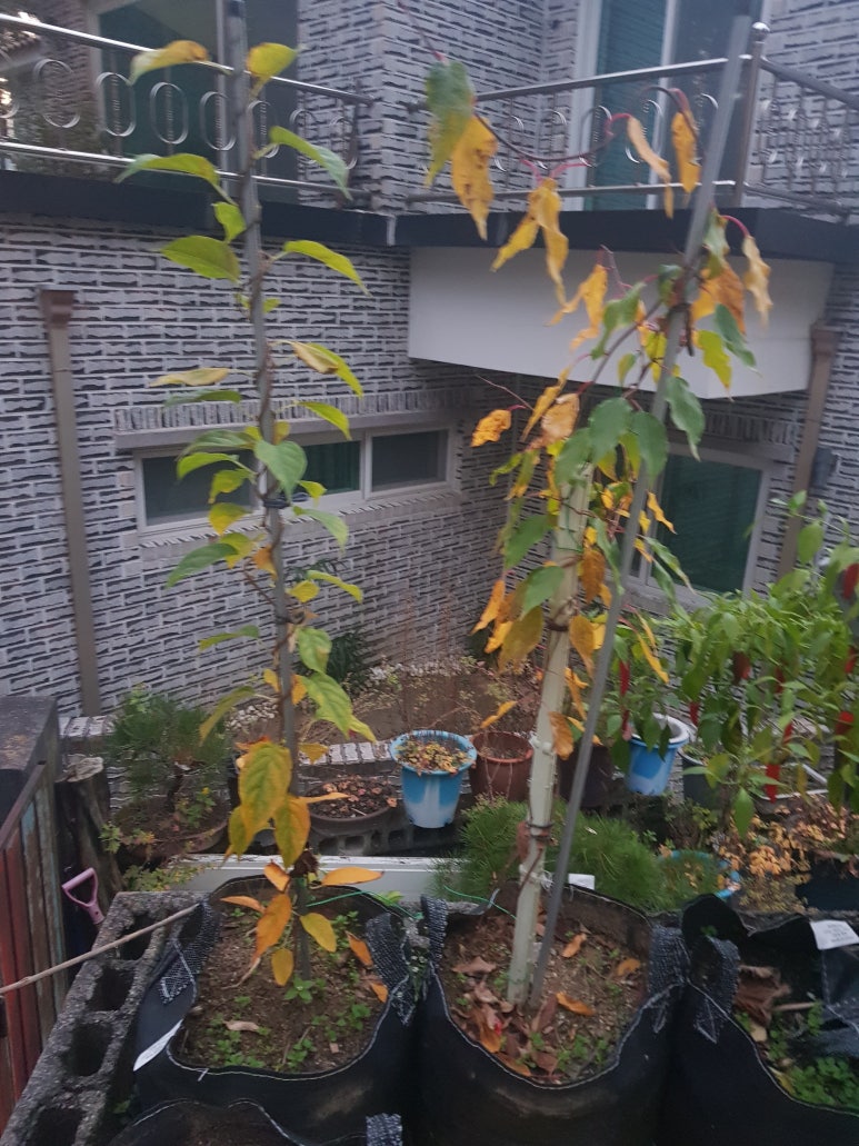 다래슈퍼 이미지