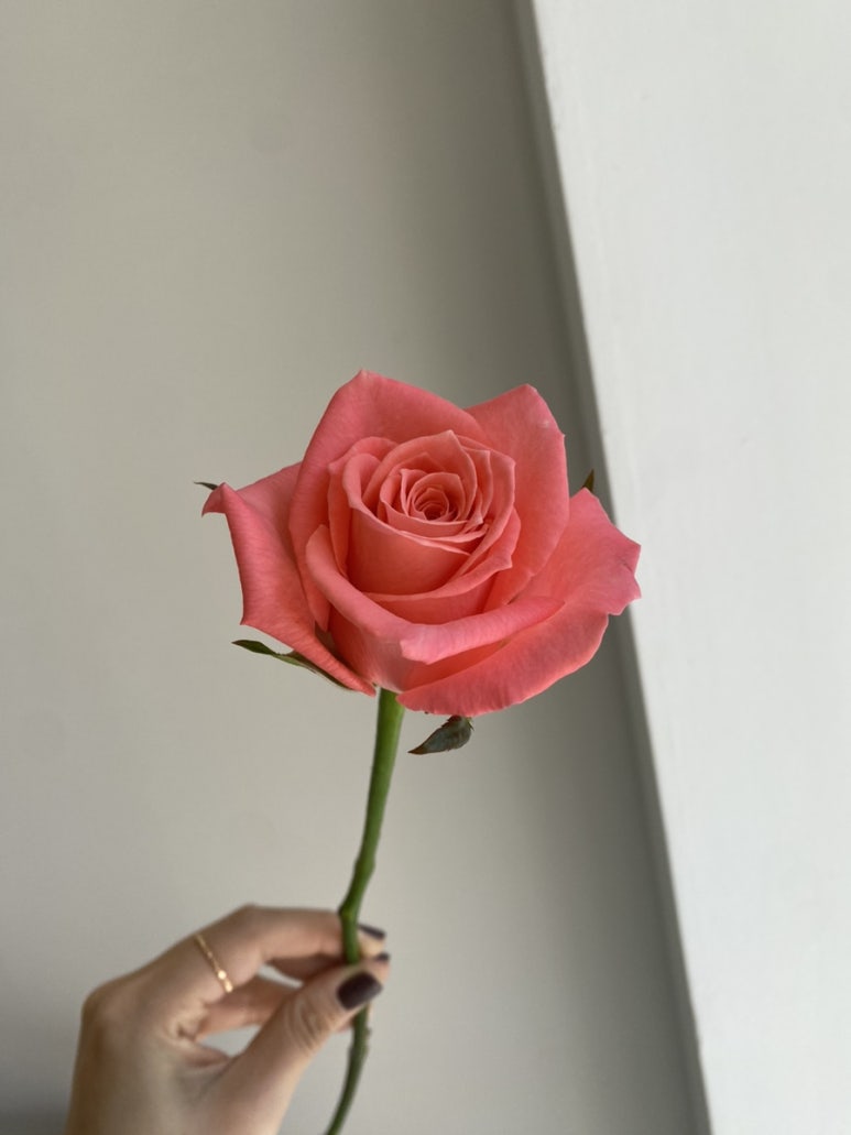 오니플레르 이미지