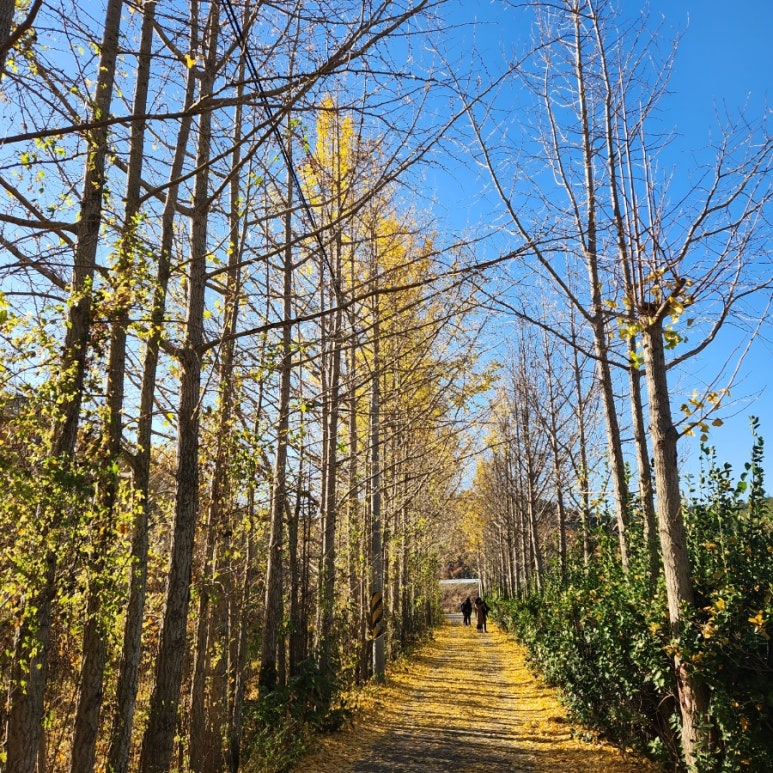 헤이올라 이미지