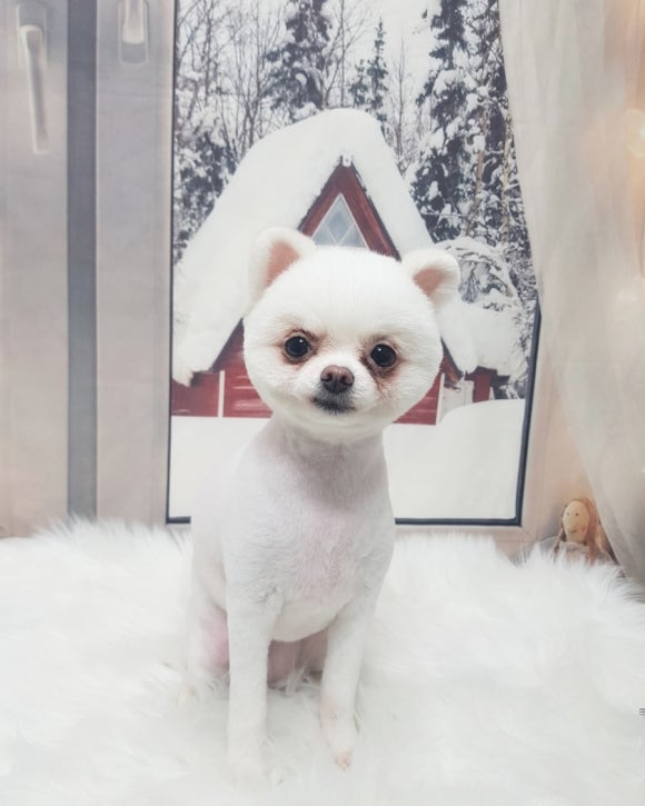예쁘댕 이미지