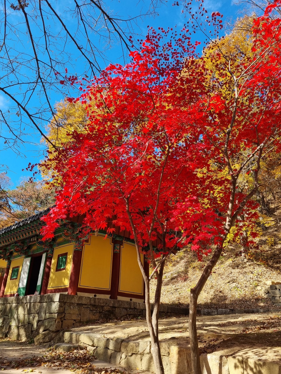 지컴 이미지