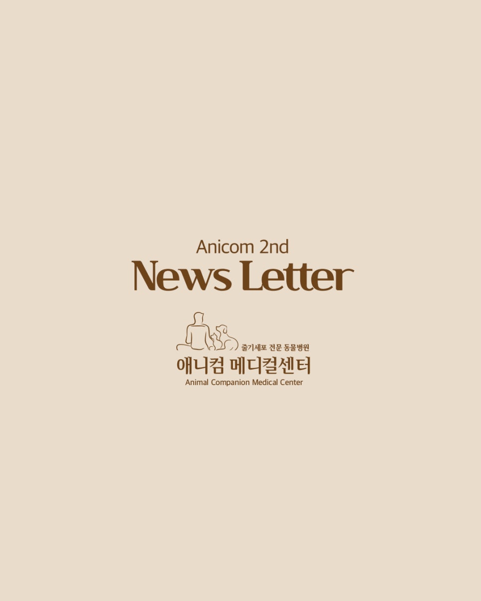 애니컴 이미지