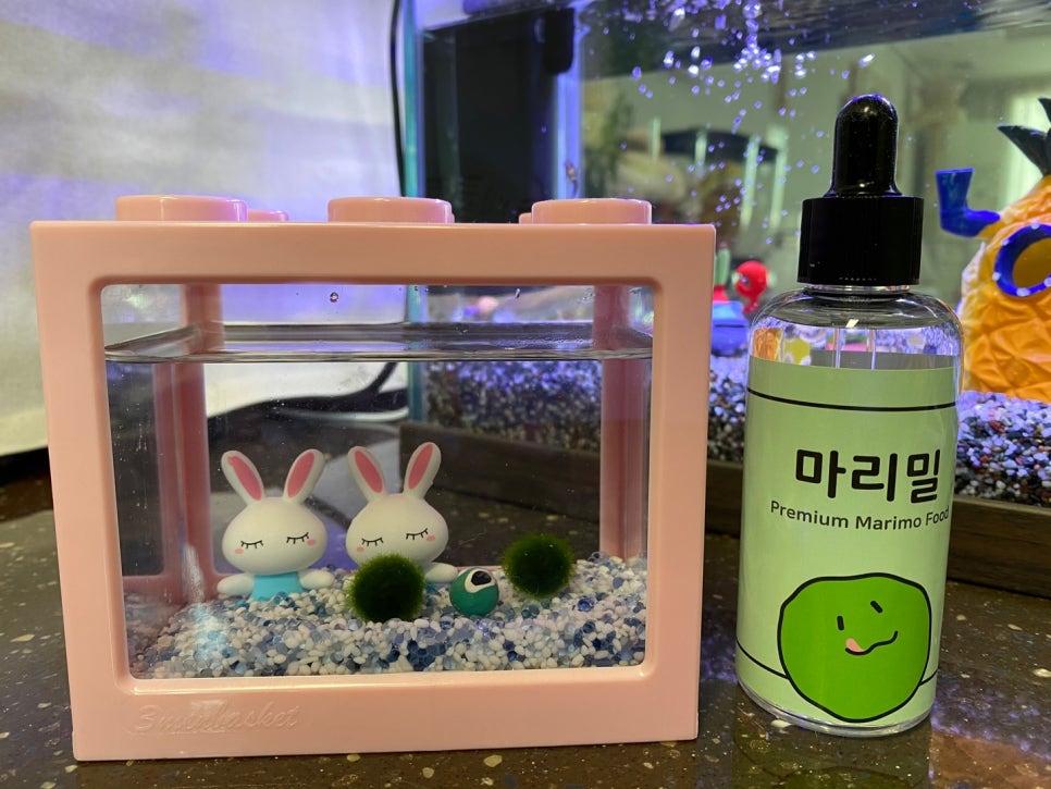 마리모 이미지