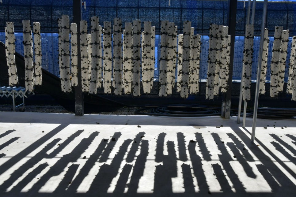 더힐링팜 이미지