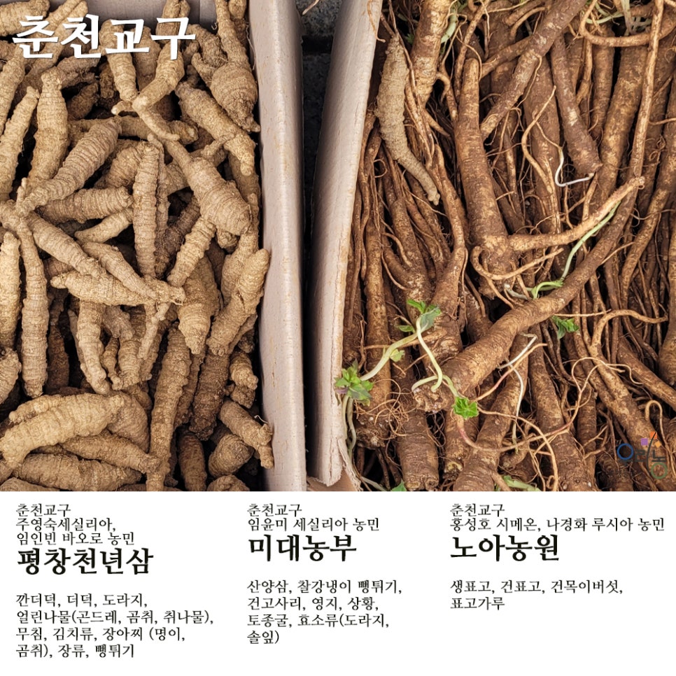 평창천년삼 이미지