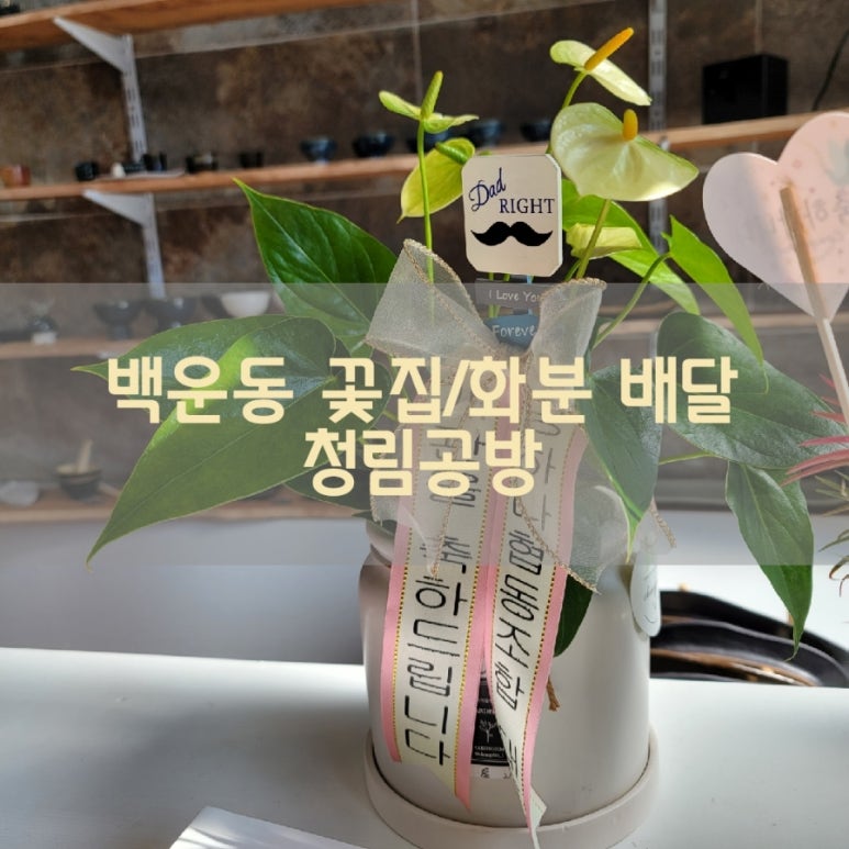 청림화분 이미지