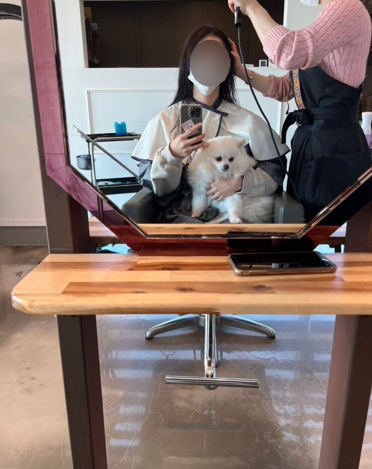 로슬린헤어 이미지