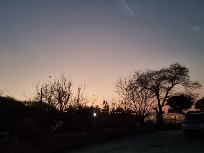 해조플라워 이미지