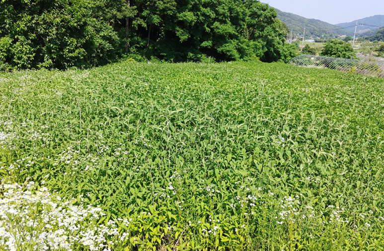산천식품 이미지