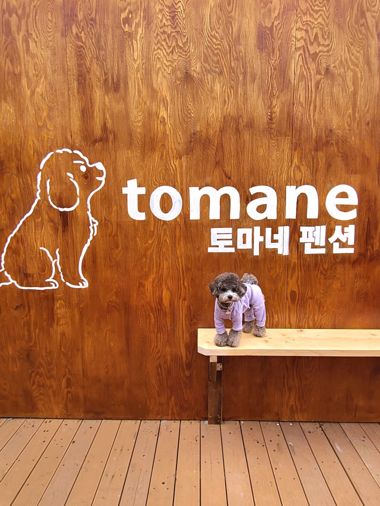 토마네 이미지