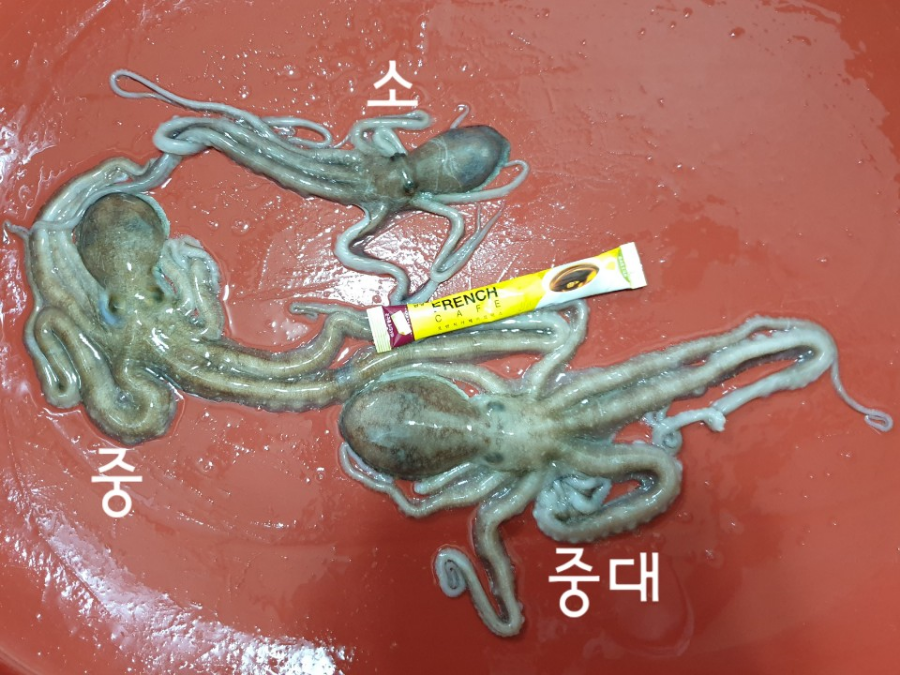 해남뻘낙지 이미지