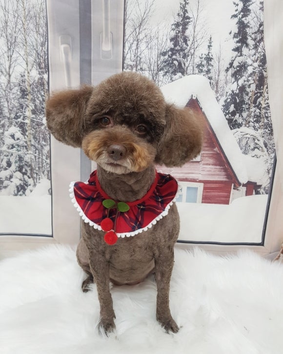 예쁘댕 이미지