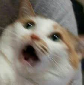 핀아 이미지
