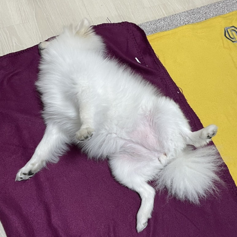 호프마루 이미지