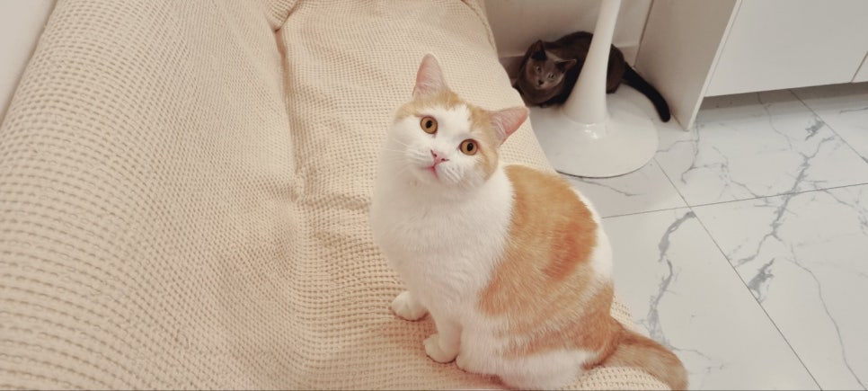 살롱 드 피치 이미지