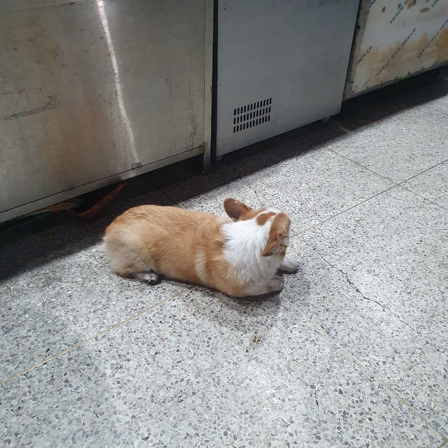 보리네포차 이미지