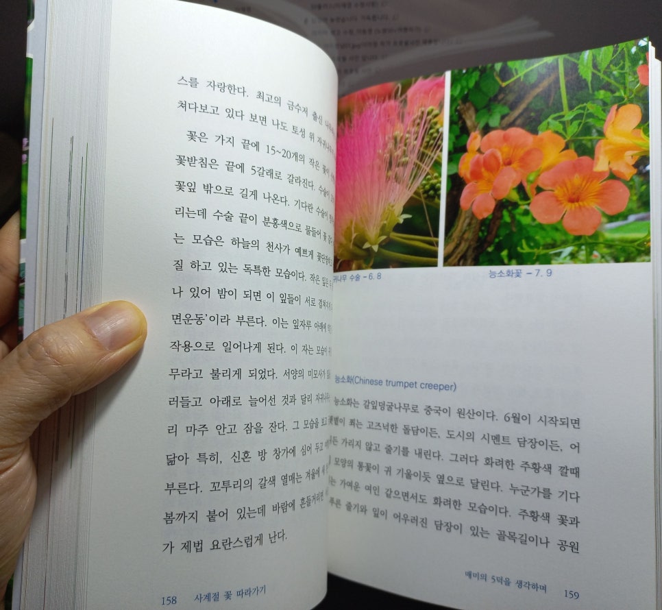 해오름풀꽃 이미지