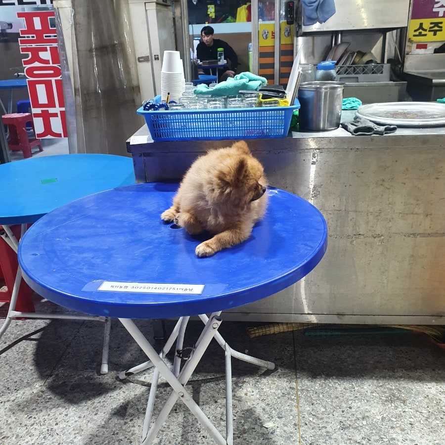보리네포장마차 이미지