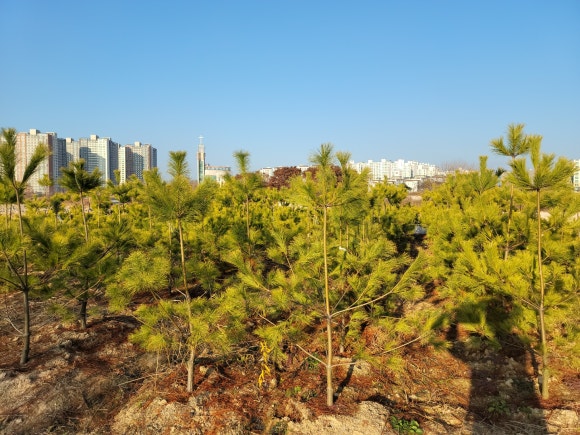 세종조경공사 이미지