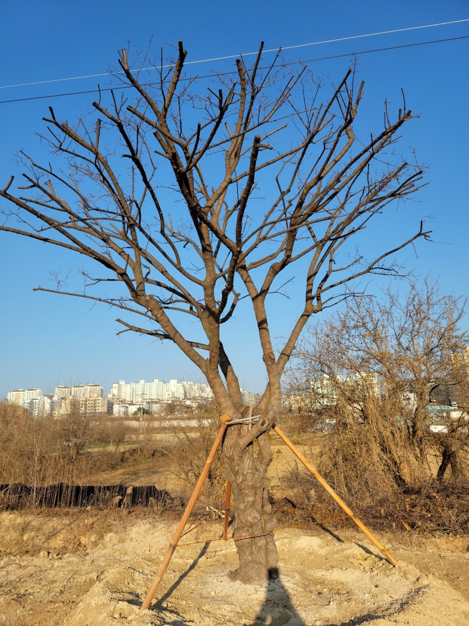 세종조경농원 이미지