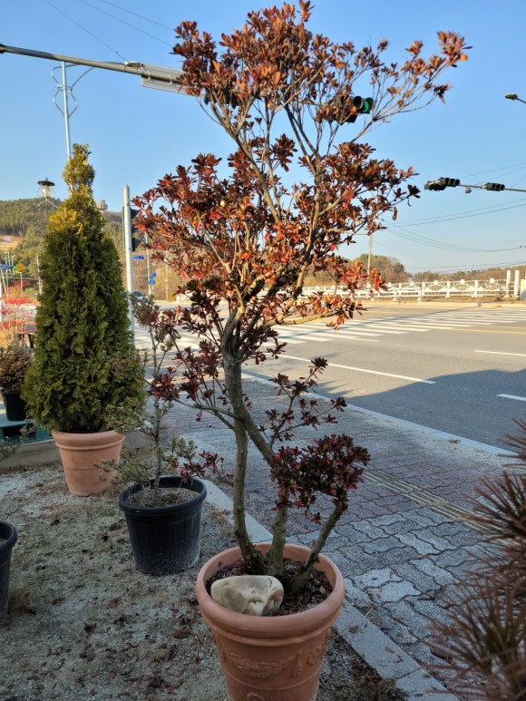 세종조경농원 이미지