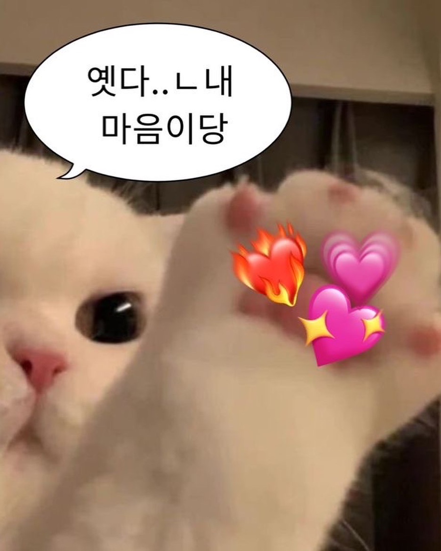다해랑 이미지