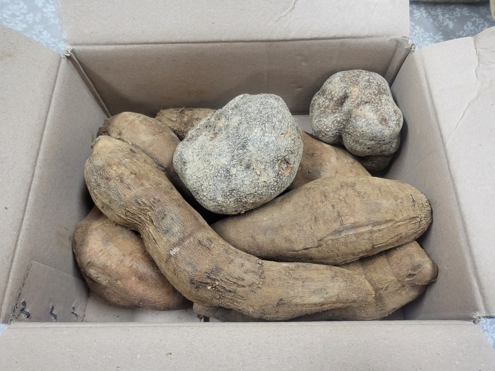 아삽야콘농원 이미지