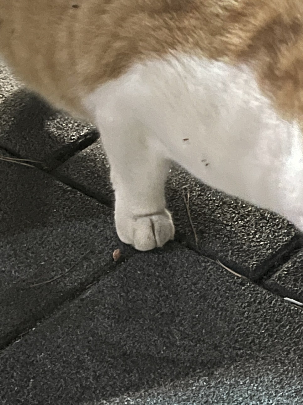 냥고스틴 이미지