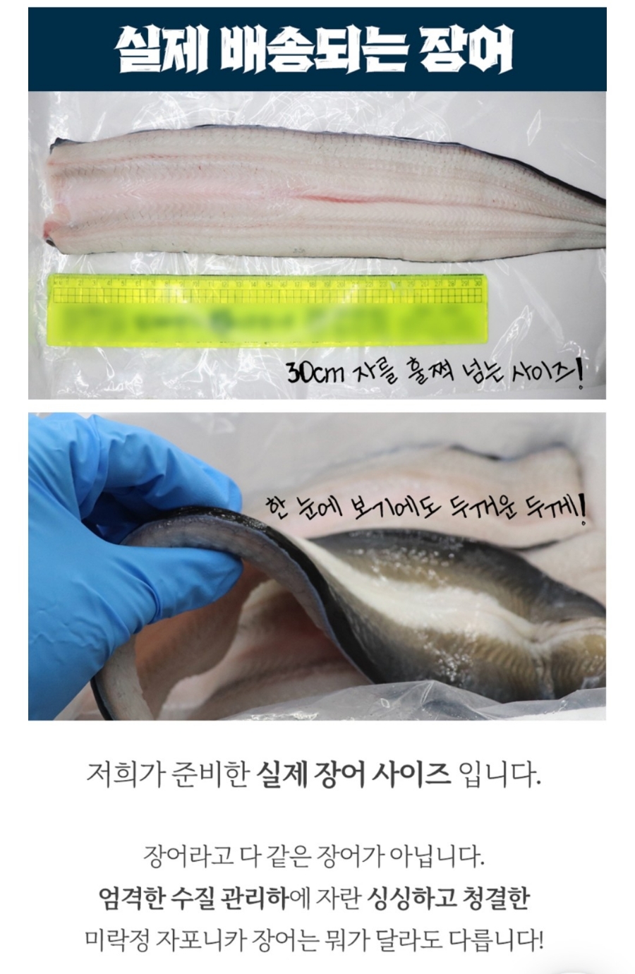 미락정장어 이미지