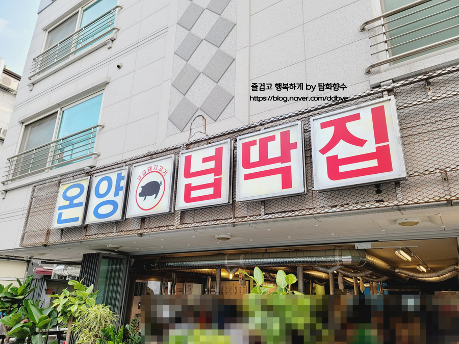 온양넙딱집 이미지