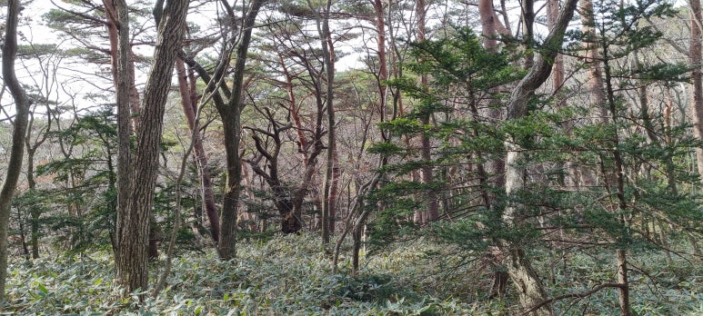 맘스터치한라대점 이미지