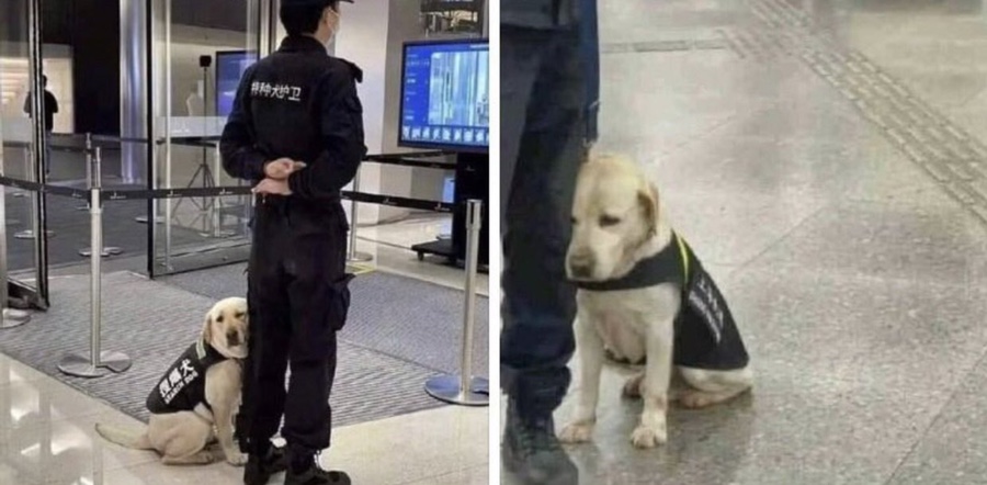 도담피자 이미지
