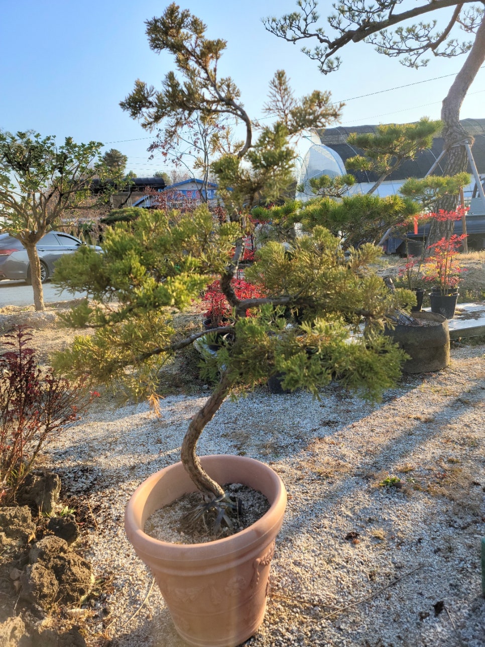 세종나무조경 이미지