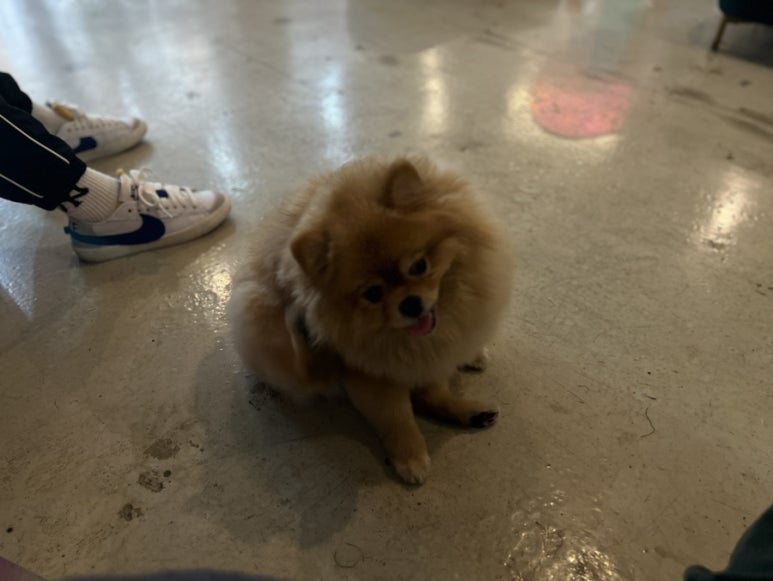 인디퍼피 이미지