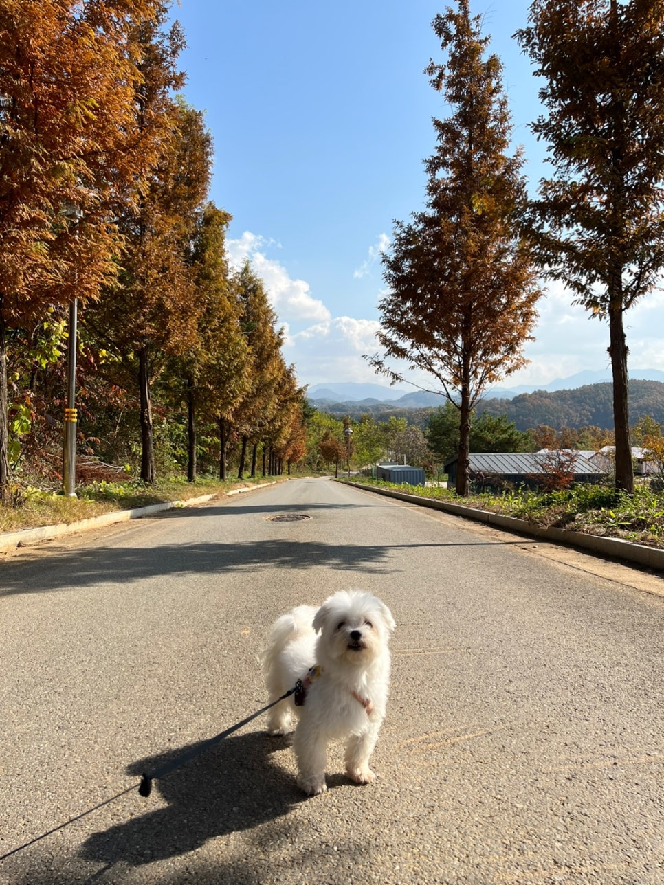 황토둥지캠핑체험장 이미지