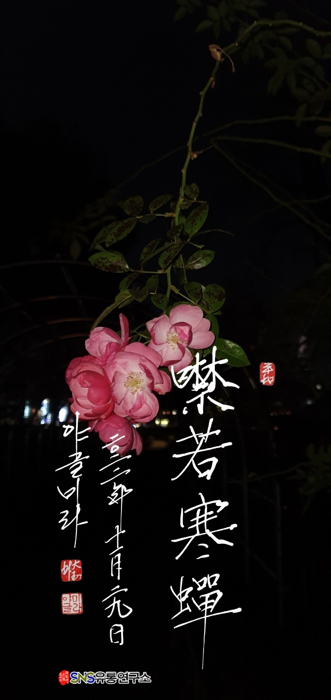 송림(松林) 이미지