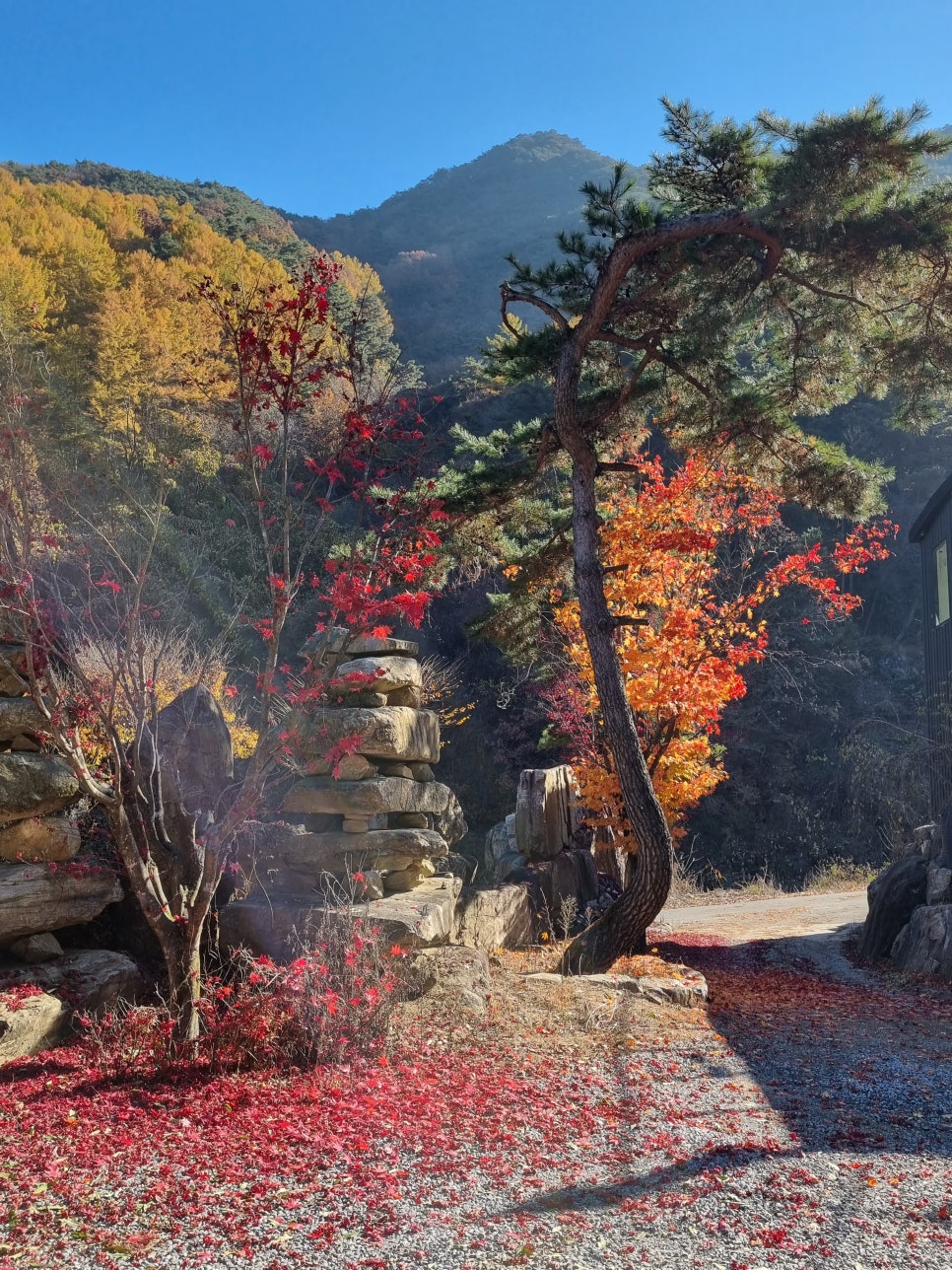 지컴 이미지