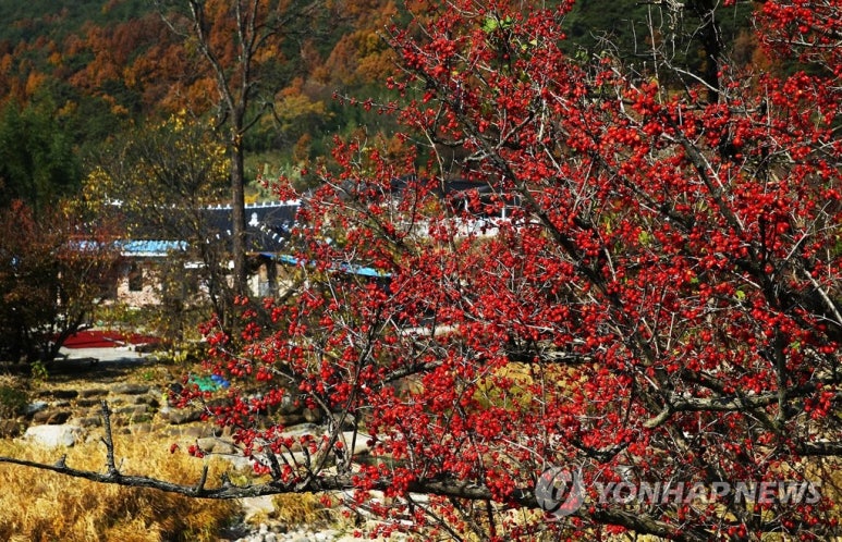 빛나는열매 이미지