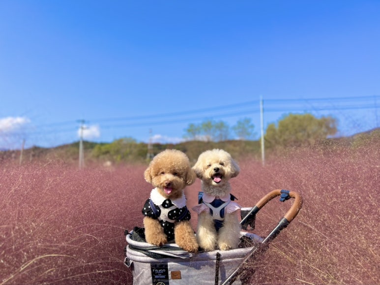 유기농카페 이미지