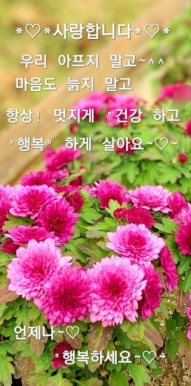 청운오리 이미지