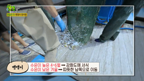 서산밴댕이 이미지