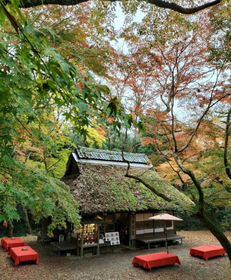 도미라 이미지