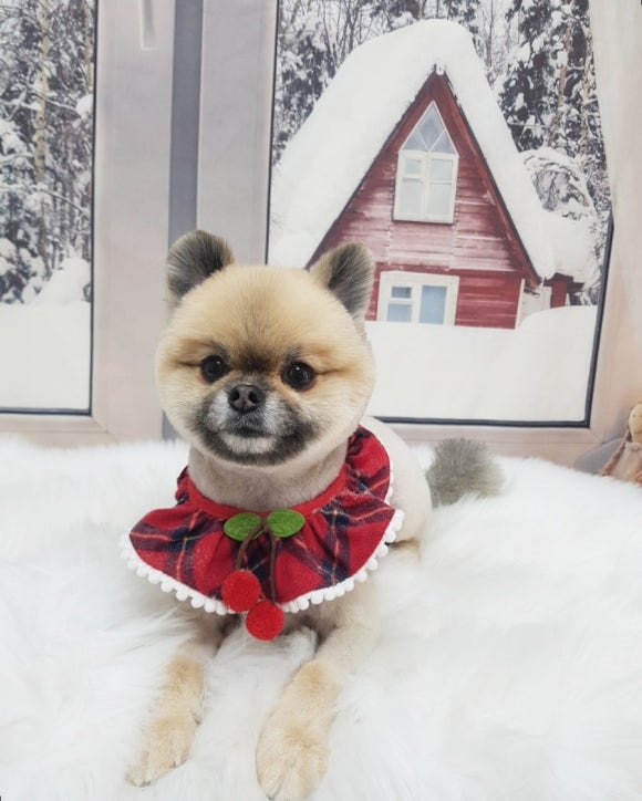 예쁘댕 이미지