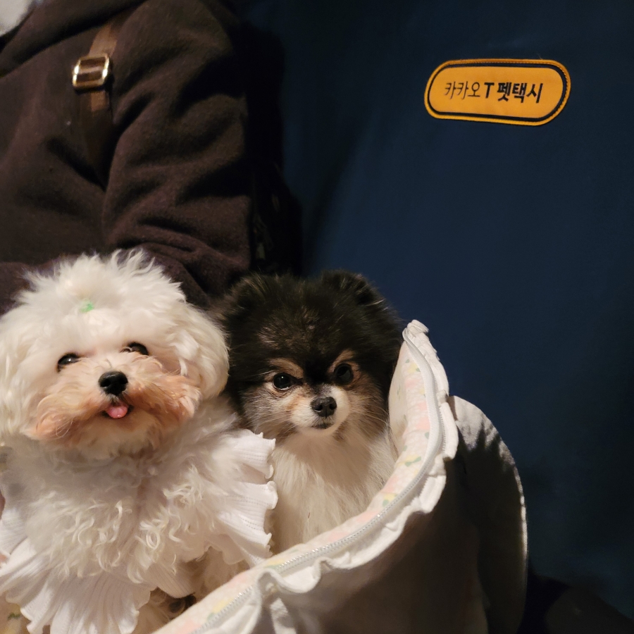 카카오T 펫 택시, 강아지 이동 고민 끝! 할인 쿠폰 활용법 — 사진 18