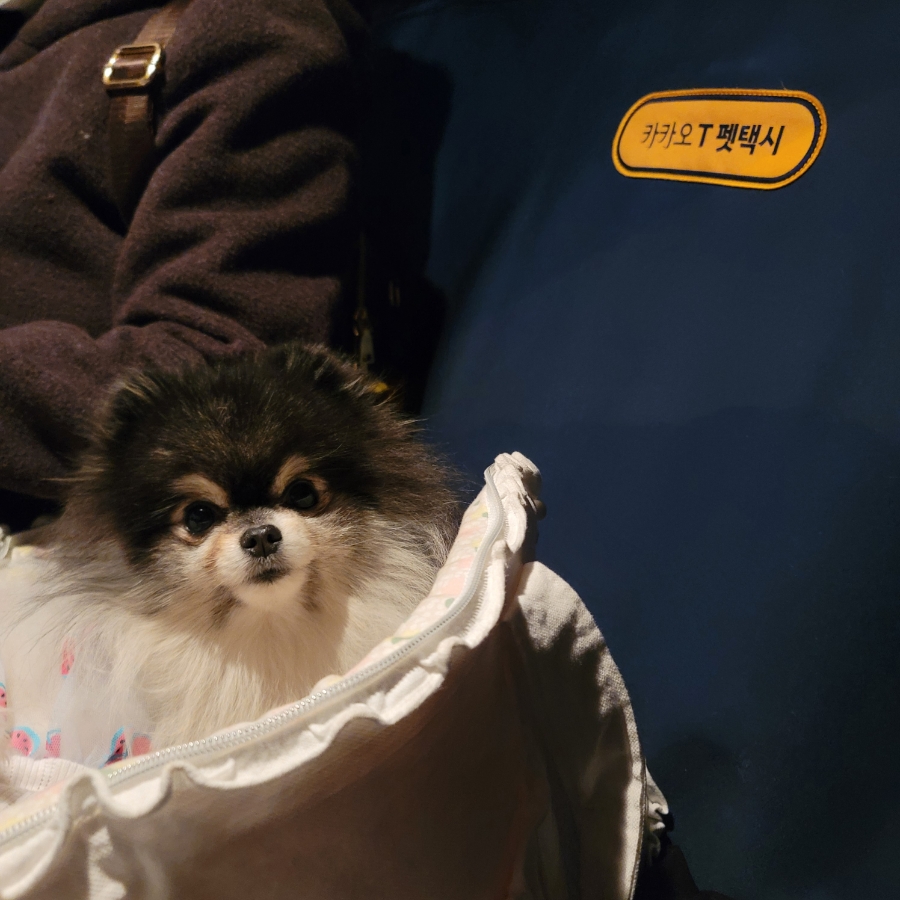 카카오T 펫 택시, 강아지 이동 고민 끝! 할인 쿠폰 활용법 — 사진 20