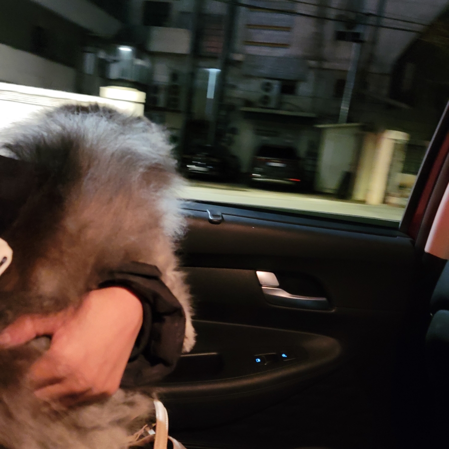 카카오T 펫 택시, 강아지 이동 고민 끝! 할인 쿠폰 활용법 — 사진 13