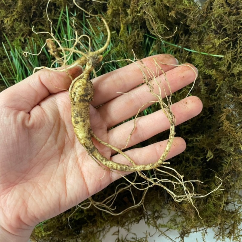 강원산양산삼 이미지