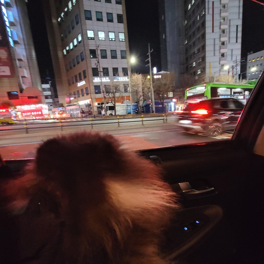 카카오T 펫 택시, 강아지 이동 고민 끝! 할인 쿠폰 활용법 — 사진 14