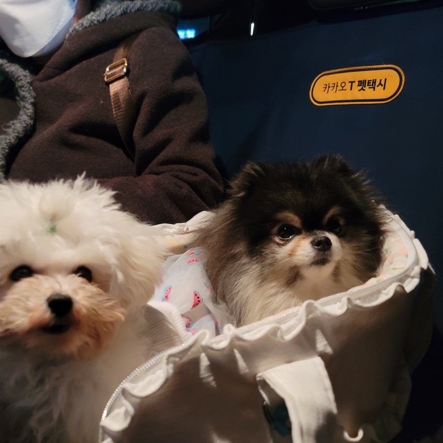 카카오T 펫 택시, 강아지 이동 고민 끝! 할인 쿠폰 활용법 — 사진 19