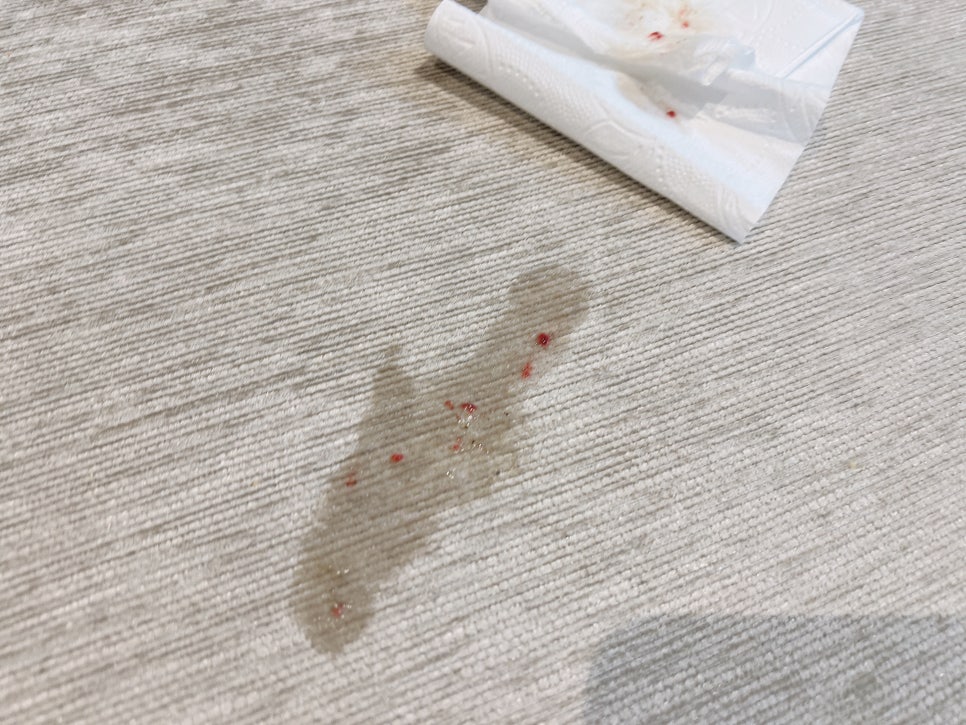 미니어처 푸들 거품토, 피토 증상 시 김포 보듬동물병원 진료 후기